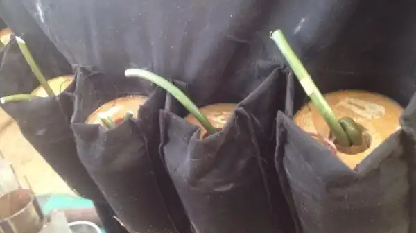 16 Dead As Teenage Suicide Bombers Attack Mosque In Buhari